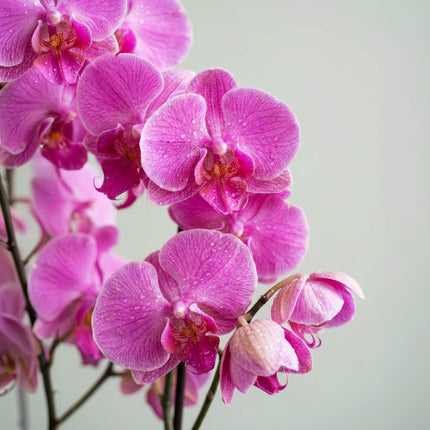 Electric Bloom – Phalaenopsis Orchid image 2