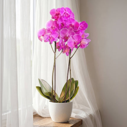 Electric Bloom – Phalaenopsis Orchid image 3