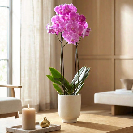 Electric Bloom – Phalaenopsis Orchid image 1