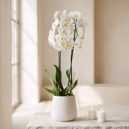 White Affair - Phalaenopsis Orchid image 0