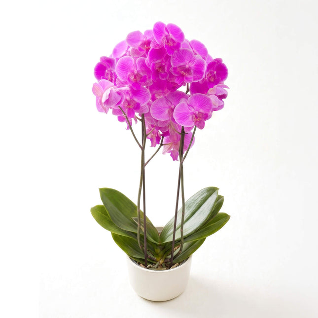 Electric Bloom – Phalaenopsis Orchid image 0