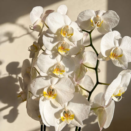 White Affair - Phalaenopsis Orchid image 1