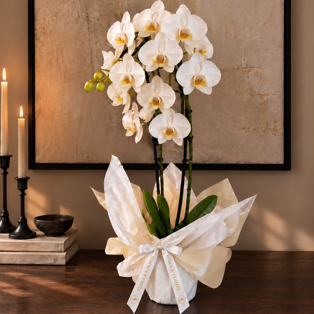 White Affair - Orquídea Phalaenopsis