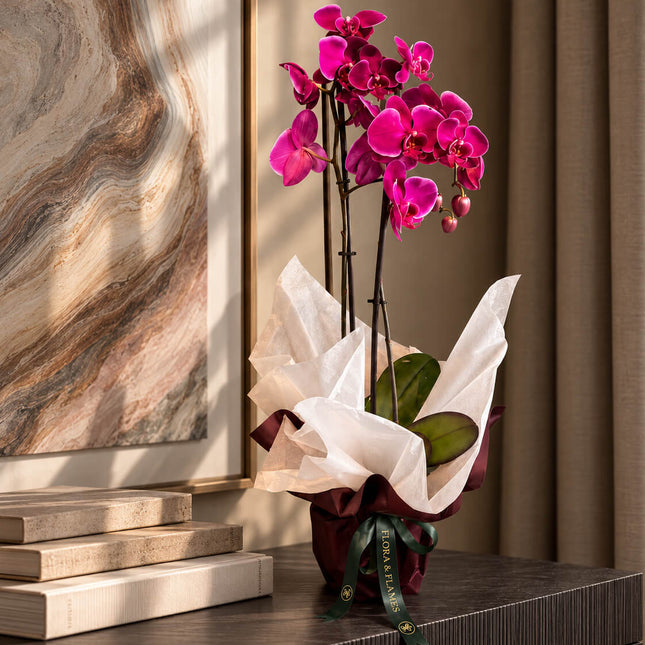 Electric Bloom – Orquídea Phalaenopsis