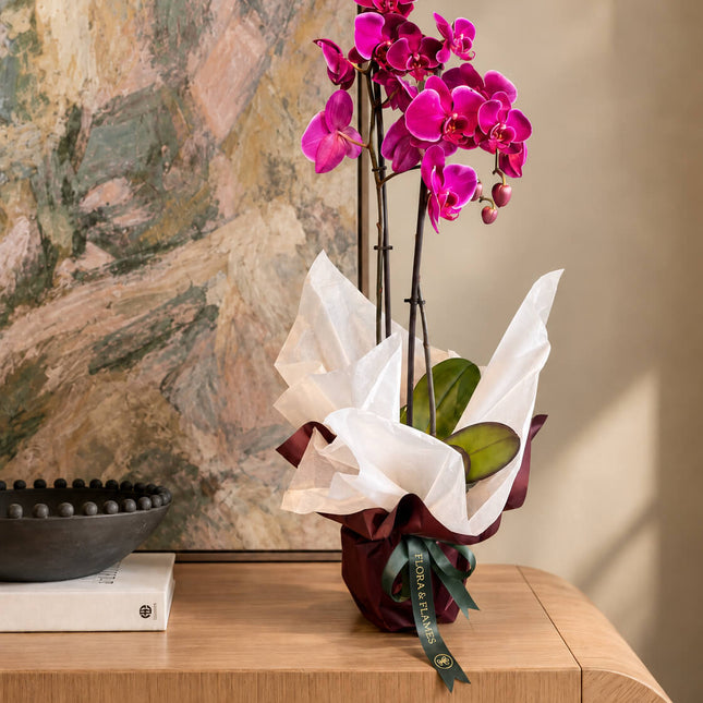 Electric Bloom – Orquídea Phalaenopsis