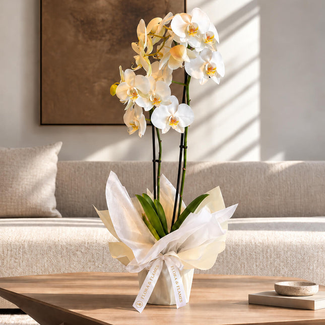 White Affair - Orquídea Phalaenopsis